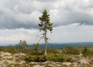 Tjikko_derevo