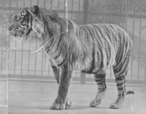 tiger_yava