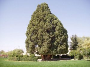 zoroastrian_sarv