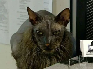 Bat Boy