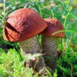 Топ-10 самых вкусных грибов